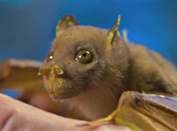 Loài vật kỳ dị này có tên là dơi mũi ống, được tìm thấy năm 1984 và gây được sự chú ý nhờ đôi lỗ mũi hình ống kỳ lạ cùng những sọc vằn trên lưng. Thức ăn chủ yếu của chúng là quả sung và một số loại trái cây khác, và đôi khi là cả côn trùng.