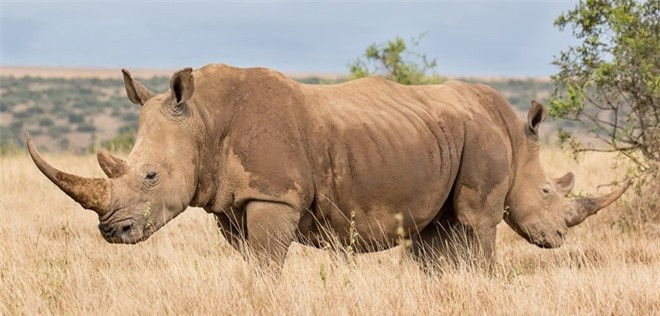 Bức ảnh gây ảo giác khiến người ta lầm tưởng con tê giác này có hai đầu. Thực chất, đó là hai chú tê giác quay lưng lại với nhau trong tư thế phòng thủ tại Laikipia, Kenya.