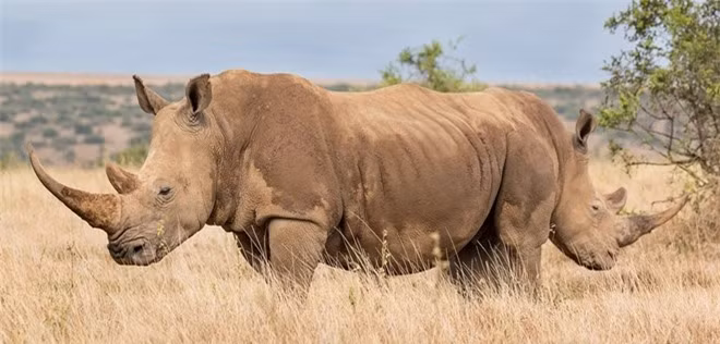 Bức ảnh gây ảo giác khiến người ta lầm tưởng con tê giác này có hai đầu. Thực chất, đó là hai chú tê giác quay lưng lại với nhau trong tư thế phòng thủ tại Laikipia, Kenya.