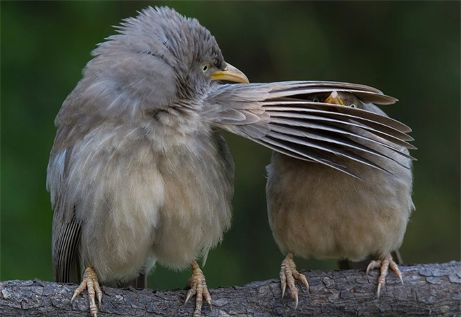 Một khi bất đồng, động vật cũng bị nhận những cú đánh trời giáng từ đồng loại như thế này. Bức ảnh cặp chim sẻ Ấn Độ được chụp tại Bharatpur, bang Rajasthan, Ấn Độ.