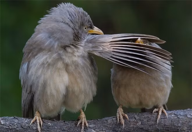 Một khi bất đồng, động vật cũng bị nhận những cú đánh trời giáng từ đồng loại như thế này. Bức ảnh cặp chim sẻ Ấn Độ được chụp tại Bharatpur, bang Rajasthan, Ấn Độ.