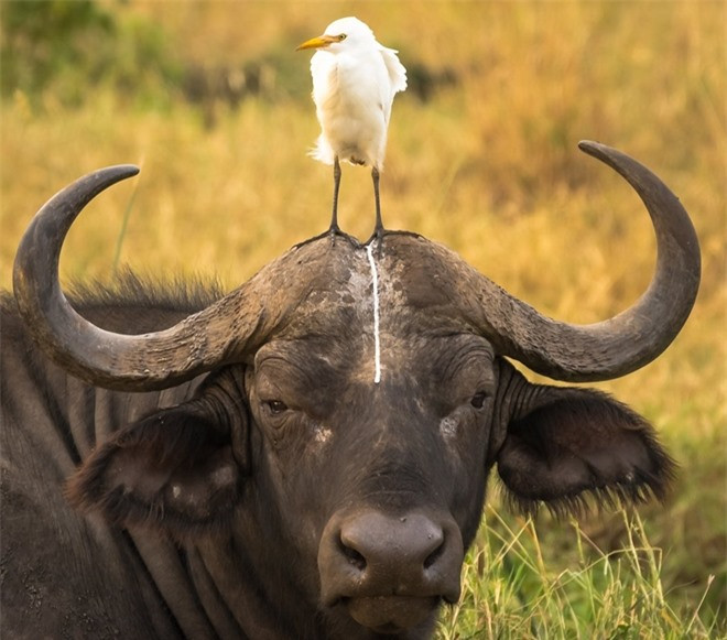 Dường như con chim này đang lầm tưởng đầu trâu rừng tại công viên quốc gia Meru, Kenya là nhà vệ sinh.