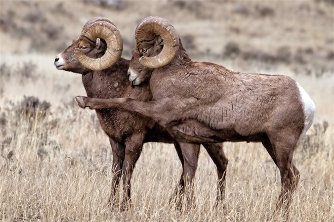 Khoảnh khắc con cừu Bighorn đang...chỉ đường cho người anh em đi ngang qua lọt vào ống kính nhiếp ảnh gia Patricia Bauchman.