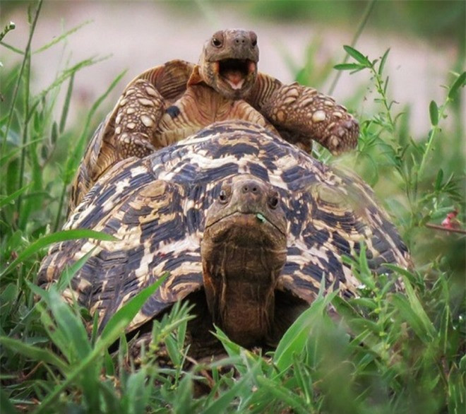 Rùa da báo nhỏ đang cố leo lên lưng một người bạn to lớn của mình ở công viên quốc gia Tarangire, Tanzania.