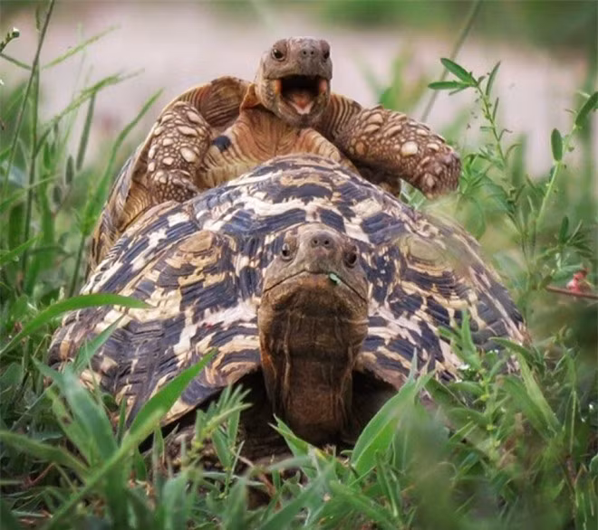 Rùa da báo nhỏ đang cố leo lên lưng một người bạn to lớn của mình ở công viên quốc gia Tarangire, Tanzania.