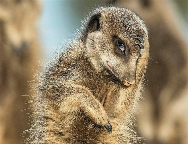 Bức ảnh chụp tại Little Karoo, Nam Phi cho thấy con vật này có vẻ mặt cực giống con người khi đan...ôm đầu suy tư.