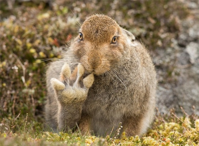 Chú thỏ núi tại Cairngorms, Scotland là bức ảnh minh chứng cho việc đôi khi động vật cũng hành động giống như con người. Để chụp được khoảnh khắc chú thỏ đang giơ chân chào, nhiếp ảnh gia Andy Howard đã phải bỏ ra 5 tiếng chờ đợi.