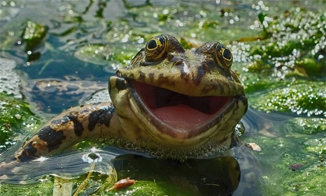 Nụ cười tươi rói của chú ếch đầm lầy Nga ghi lại bởi nhiếp ảnh gia Artyom Krivosheev.