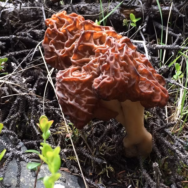 Nấm False Morel, tên khoa học là Gyromitra esculenta từng là món ăn quen thuộc ở Bắc Âu trong nhiều thế kỷ cho đến khi y học phát hiện ra một loại chất cực độc, có thể gây chết người trong thành phần của loại nấm này.