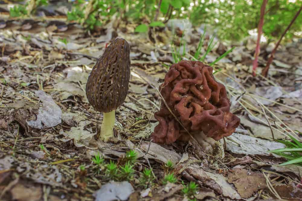 Loại nấm này độc đến mức được khuyến cáo là không nên để nấm tươi trong các không gian chật hẹp như xe ô tô hay các phòng kém thông gió. Thực tế đã ghi nhận hiện tượng đau đầu và buồn nôn do chất độc trong nấm này tiết ra khi chúng được đặt trong xe.