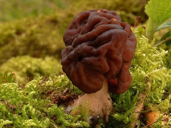 Nấm False Morel có chứa độc tố gyromitrin có thể gây ra các triệu chứng ở hệ tiêu hoá và hệ thần kinh như đau đầu dữ dội, nôn vọt, buồn nôn, chóng mặt dữ dội, tiêu chảy.