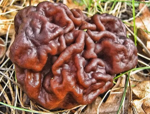 Tuy nhiên không chỉ mang vẻ ngoài đáng sợ, nếu chẳng may gặp loại nấm này bạn cũng đừng dại mà chạm vào. Bởi đây được xem là một trong những loại nấm nguy hiểm nhất thế giới.