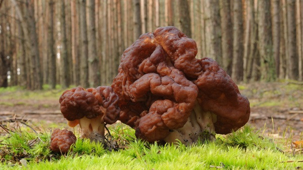 Và dù đã tuân thủ các bước sơ chế trên, chất độc gyromitrin vẫn có thể còn trong nấm và sẽ tích luỹ trong cơ thể theo thời gian. Bởi vậy các nhà khoa học vẫn khuyến cáo không nên ăn nấm thường xuyên.