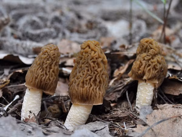 Điều này đã khiến loại nấm giống bộ não đáng sợ bị cho vào danh sách cấm, đồng thời việc buôn bán và sử dụng nó ở nhiều nước là bất hợp pháp.