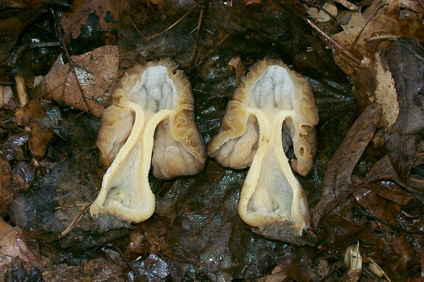 Cận cảnh bên trong nấm False Morel hình bộ não cực độc.