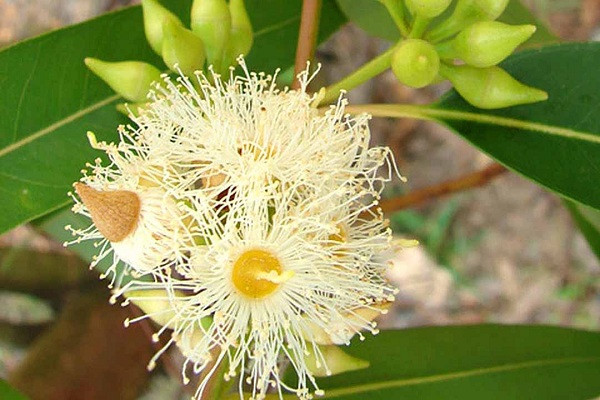 Dù có vặt trụi 500 lá cây bạch đàn, số vàng thu được vừa vặn để tạo ra một chiếc nhẫn nhỏ.