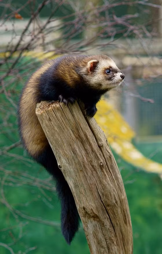 Và đây chính là loài chồn hôi - trùm cuối trong top những động vật ''bốc mùi'' nhất thế giới. Chất có mùi từ chồn hôi là một chất lỏng nồng, hỗn hợp các hóa chất lưu huỳnh, phun chính xác vào các mối đe dọa cách xa tới 3 mét, với mùi hôi bốc lên đến một dặm. Chợ động vật Vũ Hán phát tán virus Corona? | VTC Now