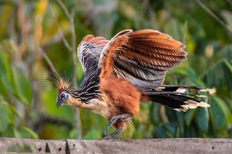 Còn được biết đến với danh hiệu ''loài chim hôi thối'', gà móng hoang dã được tìm thấy ở những khu rừng nhiệt đới thuộc châu thổ sông Amazon và Orinoco, Nam Mỹ. Loài chim này chỉ ăn lá cây, chúng sử dụng quá trình lên men vi khuẩn ở phần trước của ruột để tiêu hóa thực vật.