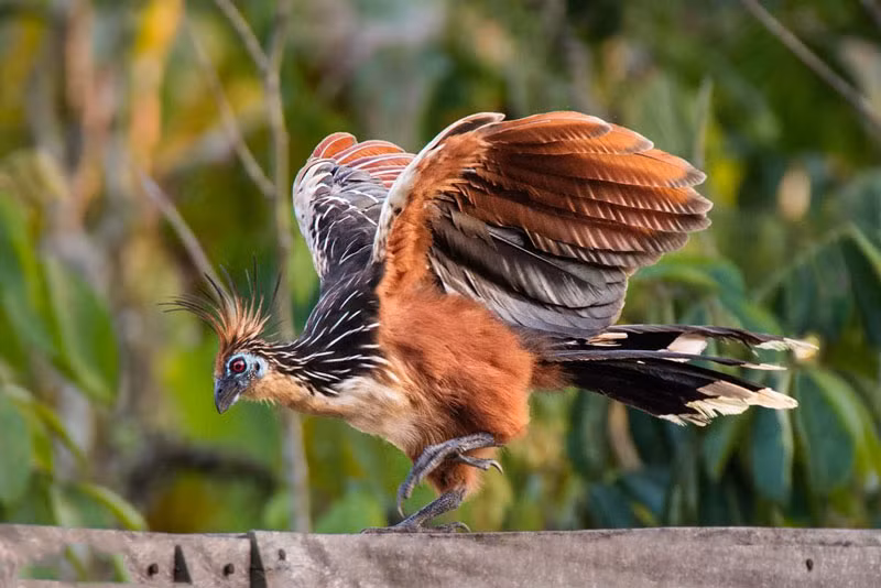 Còn được biết đến với danh hiệu ''loài chim hôi thối'', gà móng hoang dã được tìm thấy ở những khu rừng nhiệt đới thuộc châu thổ sông Amazon và Orinoco, Nam Mỹ. Loài chim này chỉ ăn lá cây, chúng sử dụng quá trình lên men vi khuẩn ở phần trước của ruột để tiêu hóa thực vật.
