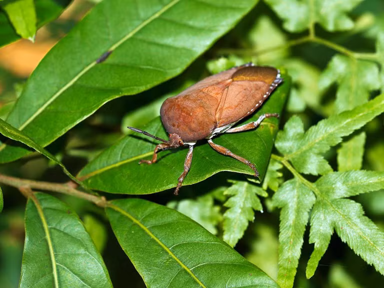 Nhắc đến những loài phát ra thứ mùi kinh dị nhất thế giới không thể bỏ qua bọ xít. Bọ xít nâu có thể sản sinh các chất hóa học có mùi khó chịu trong các tuyến trên bụng của chúng khi bị đe dọa.