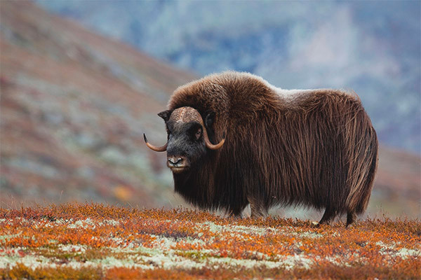 Bò xạ hương sống là một trong những loài động vật ''hôi thối'' nhất quả đất. Mùi hôi của chúng được tiết ra từ nước tiểu của con đực - thứ mà chúng dùng để đánh dấu lãnh thổ trong mùa giao phối.