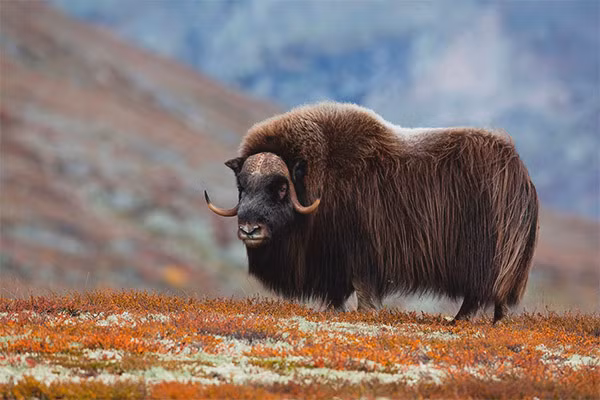 Bò xạ hương sống là một trong những loài động vật ''hôi thối'' nhất quả đất. Mùi hôi của chúng được tiết ra từ nước tiểu của con đực - thứ mà chúng dùng để đánh dấu lãnh thổ trong mùa giao phối.