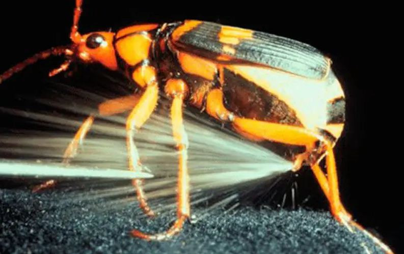 Chúng có thể phun tới lượng chất có mùi xa gấp 4 lần chiều dài cơ thể và khiến những loài côn trùng, sinh vật nhỏ không thoát khỏi cái chết, thậm chí gây tổn thương cho da người.