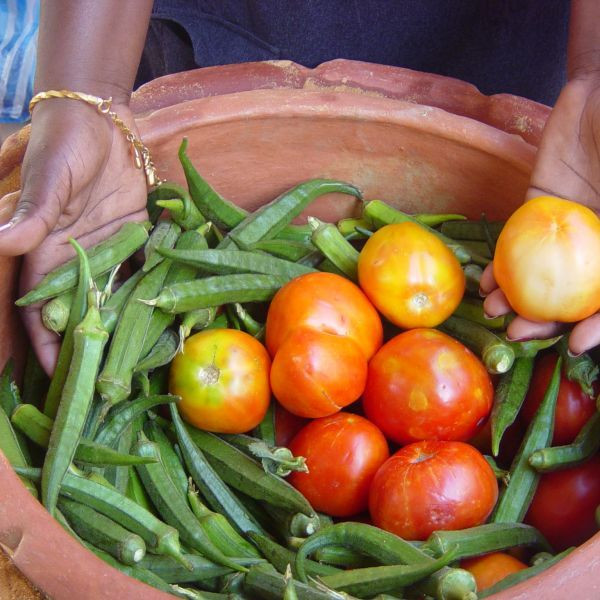 Mặt khác, chiếc chậu thần kỳ này sẽ hết tác dụng khi bị ánh nắng chiếu trực diện. Toàn bộ nhiệt lượng được đẩy ra ngoài môi trường sẽ bị bơm ngược trở lại trong chậu bởi nhiệt lượng của ánh sáng mặt trời cao hơn rất nhiều so với lượng nhiệt ít ỏi thoát ra do bay hơi.