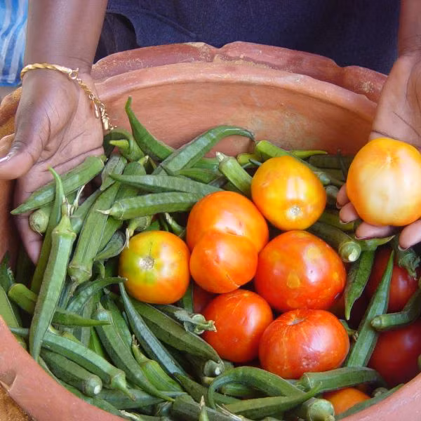 Mặt khác, chiếc chậu thần kỳ này sẽ hết tác dụng khi bị ánh nắng chiếu trực diện. Toàn bộ nhiệt lượng được đẩy ra ngoài môi trường sẽ bị bơm ngược trở lại trong chậu bởi nhiệt lượng của ánh sáng mặt trời cao hơn rất nhiều so với lượng nhiệt ít ỏi thoát ra do bay hơi.