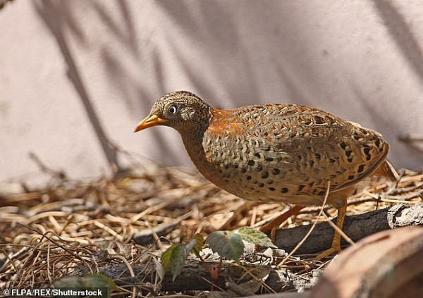 Khi phóng viên phỏng vấn một người nông dân lớn tuổi đang canh tác trong khu vực, ông cũng cho biết đã thấy những đàn chim cút chân vàng bay qua vùng núi này trước đó.