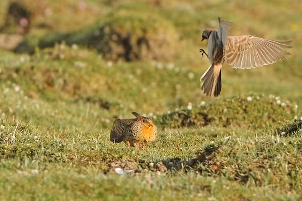 Các chuyên gia cho biết, tiếng kêu của loài chim bé nhỏ này lớn đến mức có thể vang xa tới 100m. Nó kêu nhiều lần liên tục sau mỗi 6-7 phút với âm thanh sâu và có phần hơi đáng sợ.