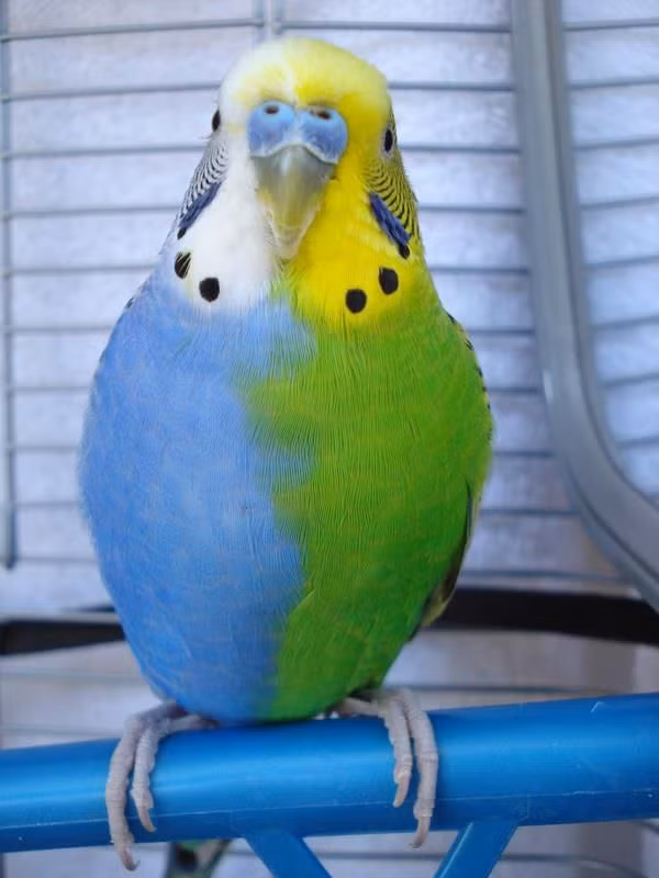 Không biết ai đã tạo nên tác phẩm nghệ thuật hài hước này?