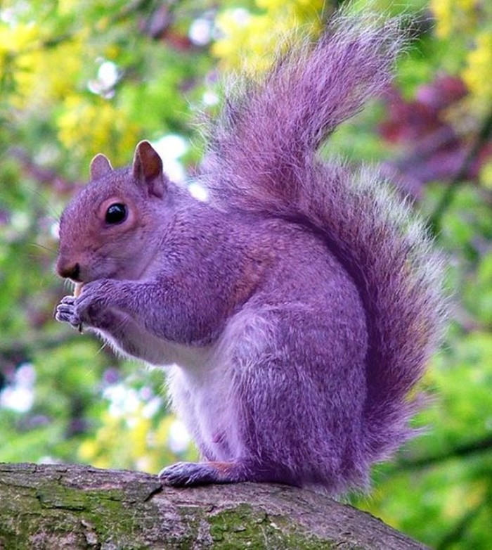 Con sóc màu tím này được phát hiện tại một trường trung học ở Hampshire, Anh vào năm 2008. Người ta cho rằng có thể con sóc này là thú cưng của gia đình nào đó đi lạc và màu tím của nó là do nhuộm bởi mực in.