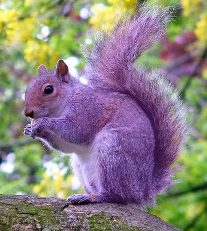 Con sóc màu tím này được phát hiện tại một trường trung học ở Hampshire, Anh vào năm 2008. Người ta cho rằng có thể con sóc này là thú cưng của gia đình nào đó đi lạc và màu tím của nó là do nhuộm bởi mực in.
