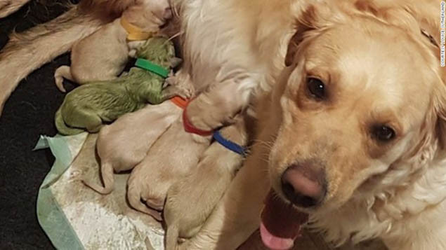 Một chú chó con sinh ra đã mang bộ lông màu xanh lá độc đáo. Thực hư chuyện báo đen xuất hiện tại Đồng Nai | VTC Now