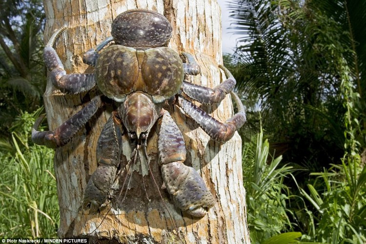 Từ trước tới nay, loài cua này được cho là chỉ ăn dừa và xác thối nhưng nhà nghiên cứu Mark Laidre đã phát hiện ra sự thật kinh hoàng, cua dừa còn biết mò tận tổ chim để săn mồi và xơi tái chúng.