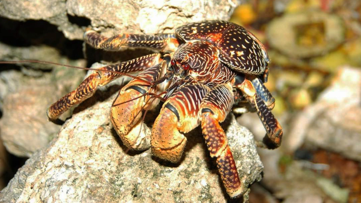 Khi nhỏ cua dừa có màu nâu vàng, sọc đen trên chân. Những con trưởng thành thường có nhiều màu sắc độc đáo từ tím nhạt đến nâu và tím đậm, trọng lượng có thể lên tới 5 kg và chiều dài lên đến 1 m.