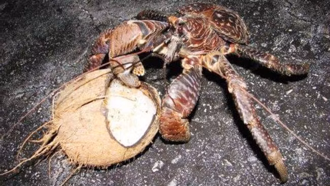 Cặp càng cực khỏe của cua dừa khổng lồ có thể nâng vật thể nặng đến 27 kg, giúp chúng có biệt tài trèo cây rất giỏi. Chúng cũng dùng đôi càng khỏe bóp vỡ quả dừa để ăn, bởi vậy được gọi là cua dừa.