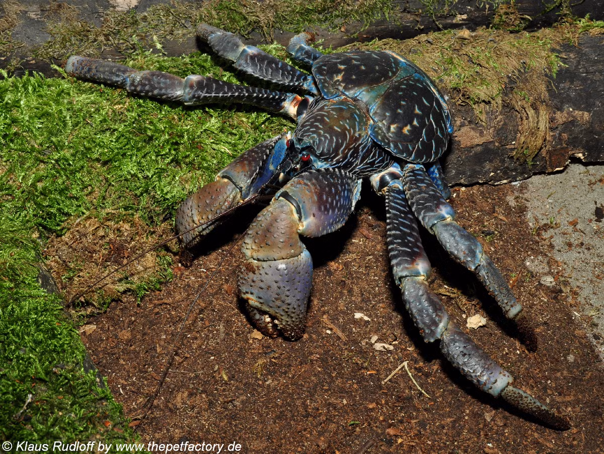 Tuy là kẻ săn mồi đáng sợ của nhiều loài nhưng cua dừa lại bị "khuất phục" trước con người, chúng có thể được chế biến thành nhiều món ăn khoái khẩu.