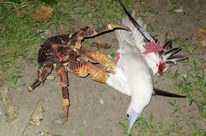 Trong hình là cảnh cua dừa săn một con chim trời có kích thước và trọng lượng tương đương cơ thể chúng. Con chim bị bẻ gãy cánh dần lả đi rồi chết trước khi trở thành món ăn ngon của kẻ đi săn.