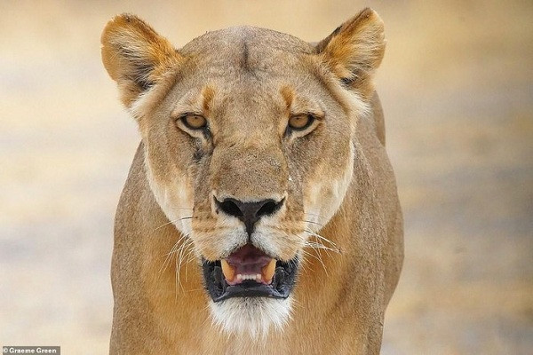 Những con sư tử, bao gồm cả ở Masai Mara, đang bị đe dọa bởi nạn buôn bán thịt bụi bất hợp pháp, nạn săn bắn cũng như mất dần môi trường sống.