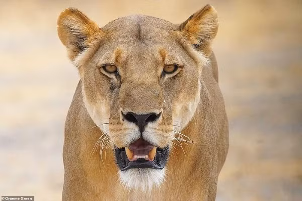 Những con sư tử, bao gồm cả ở Masai Mara, đang bị đe dọa bởi nạn buôn bán thịt bụi bất hợp pháp, nạn săn bắn cũng như mất dần môi trường sống.