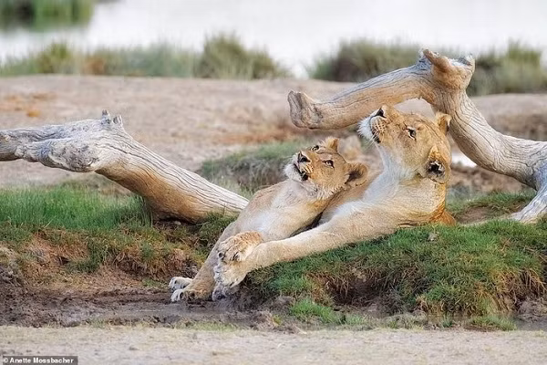 Nếu họ thành công, hẳn sẽ có nhiều khoảnh khắc dịu dàng hơn như thế này thay vì những bức ảnh sư tử châu Phi hiếm hoi cuối cùng.