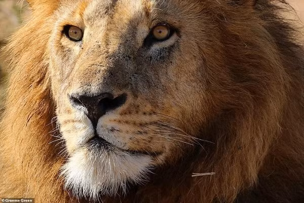 Bức ảnh "chúa sơn lâm" đầy uy nghiêm được Graeme Green chụp lại ở khu bảo tồn Naboisho tại Kenya.