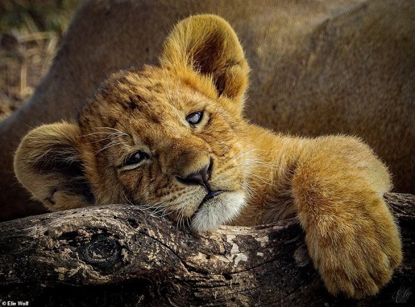 Sư tử con đang dần chìm vào giấc ngủ ở Công viên Quốc gia Serengeti, Tanzania.