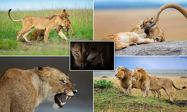 Nhân dịp kỷ niệm ngày Sư tử Thế giới (10 tháng 8), các nhiếp ảnh nổi tiếng trong dự án "New Big 5" đã công bố những bức ảnh hiếm về loài sư tử châu Phi. Dự án này nhằm đảm bảo sự tồn tại lâu dài của loài động vật hoang dã đang đứng trước nguy cơ tuyệt chủng này.