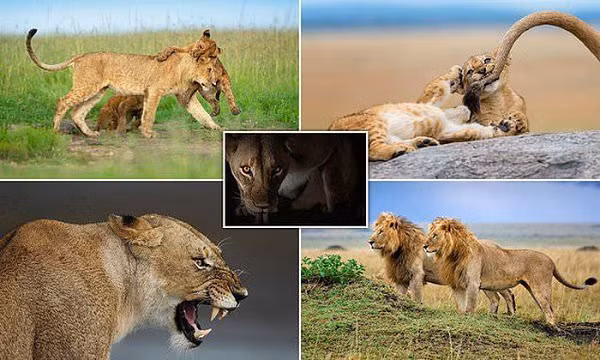 Nhân dịp kỷ niệm ngày Sư tử Thế giới (10 tháng 8), các nhiếp ảnh nổi tiếng trong dự án "New Big 5" đã công bố những bức ảnh hiếm về loài sư tử châu Phi. Dự án này nhằm đảm bảo sự tồn tại lâu dài của loài động vật hoang dã đang đứng trước nguy cơ tuyệt chủng này.