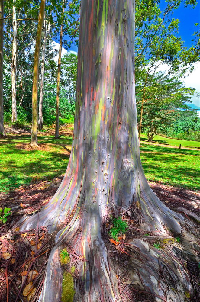 Được biết, năm 1929, vườn bách thảo Wahiawa của O’ahu, Hawaii bắt đầu trồng cây bạch đàn cầu vồng đầu tiên, với mục đích ban đầu là để giúp khắc phục nạn phá rừng.