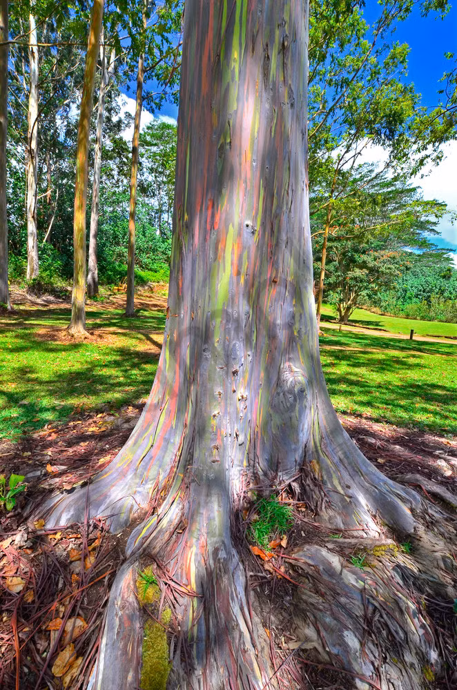 Được biết, năm 1929, vườn bách thảo Wahiawa của O’ahu, Hawaii bắt đầu trồng cây bạch đàn cầu vồng đầu tiên, với mục đích ban đầu là để giúp khắc phục nạn phá rừng.