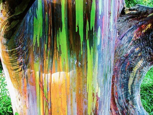 Không chỉ nổi tiếng bởi khả năng ''biến hình'' để trở nên đẹp đẽ, đầy màu sắc, lá của loại cây này còn có tác dụng y học, tinh dầu trong lá cây có thể làm dược liệu với công hiệu thư giãn, giảm căng thẳng cho con người.